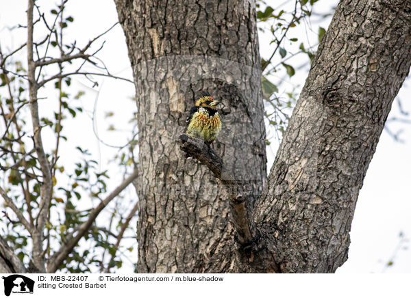 sitting Crested Barbet / MBS-22407