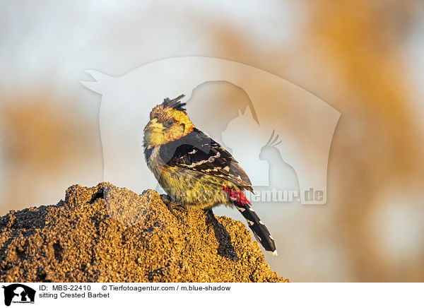 sitting Crested Barbet / MBS-22410