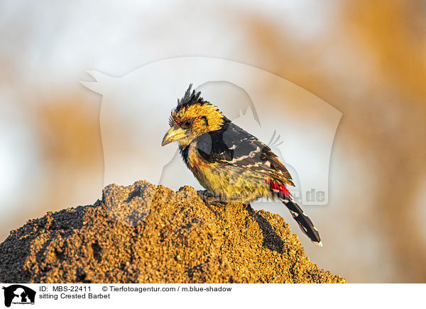 sitting Crested Barbet / MBS-22411