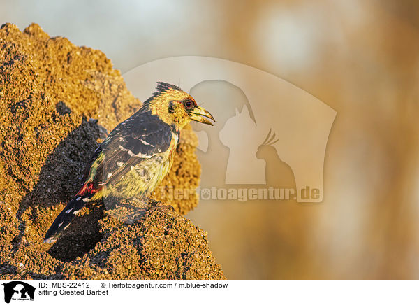 sitzender Schwarzrcken-Bartvogel / sitting Crested Barbet / MBS-22412