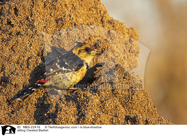sitting Crested Barbet / MBS-22416
