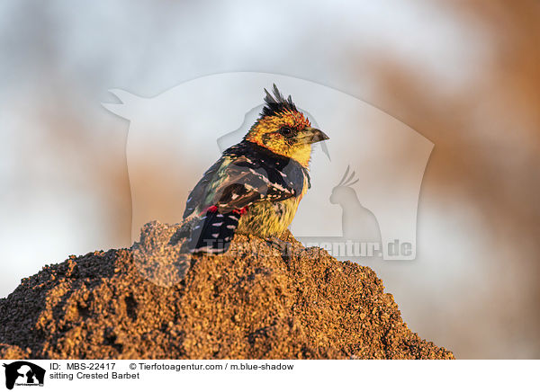 sitting Crested Barbet / MBS-22417