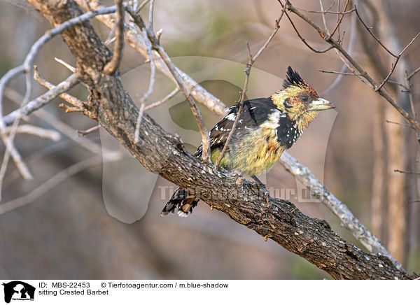 sitting Crested Barbet / MBS-22453