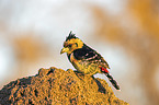 sitting Crested Barbet