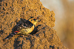 sitting Crested Barbet