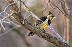 sitting Crested Barbet