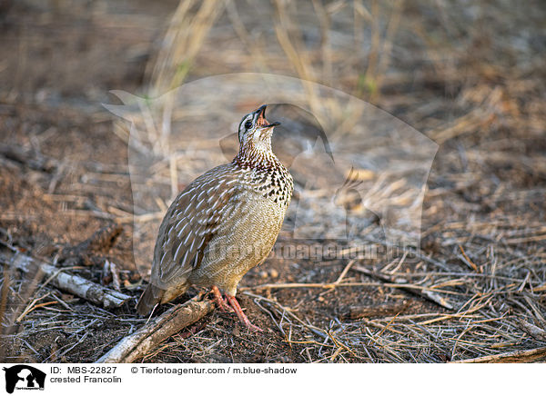 crested Francolin / MBS-22827