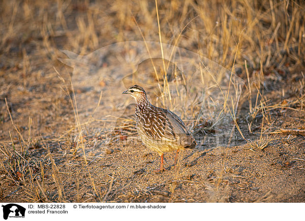 Schopffrankolin / crested Francolin / MBS-22828