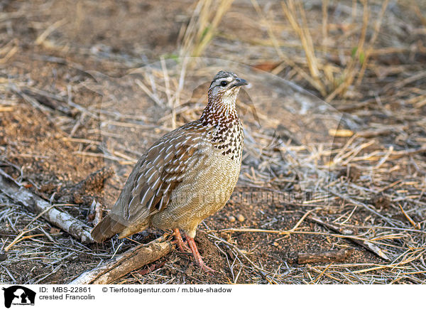 Schopffrankolin / crested Francolin / MBS-22861