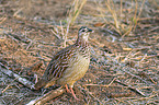 crested Francolin