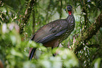 crested guan
