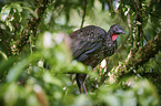 crested guan