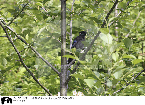 Schopfhher / crested jay / FF-14271