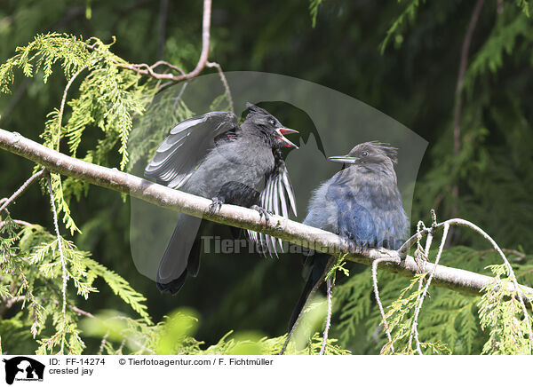 crested jay / FF-14274