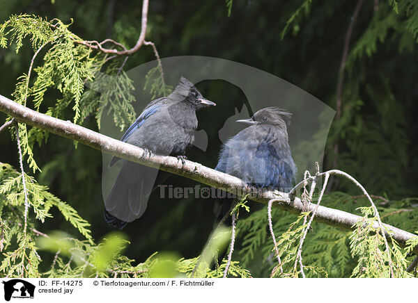 crested jay / FF-14275