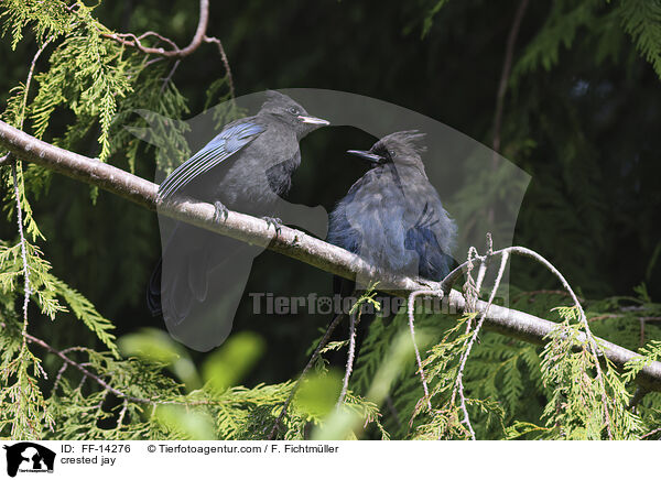 crested jay / FF-14276