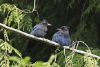crested jay