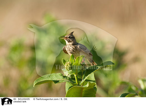 Haubenlerche / crested lark / SO-03435