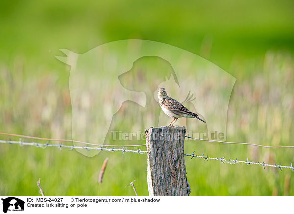 Crested lark sitting on pole / MBS-24027