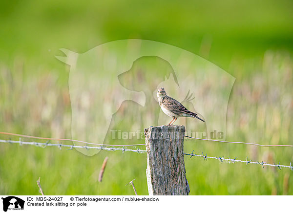 Haubenlerche sitzt auf Pfahl / Crested lark sitting on pole / MBS-24027