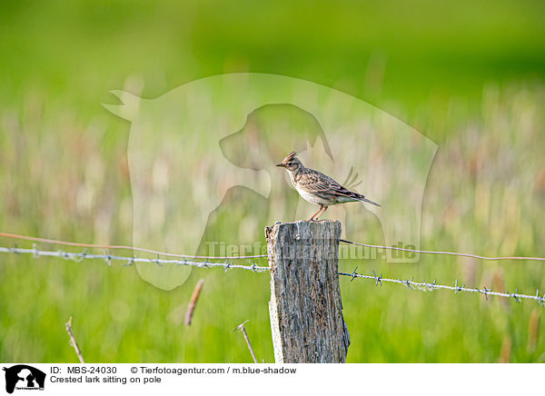 Crested lark sitting on pole / MBS-24030