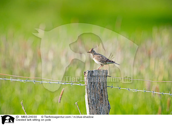 Haubenlerche sitzt auf Pfahl / Crested lark sitting on pole / MBS-24030