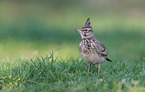 crested lark