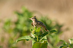 crested lark