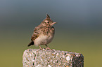 crested lark