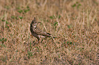 crested lark