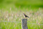 Crested lark sitting on pole