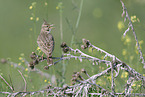 crested lark