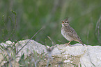 crested lark