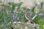 crested lark