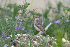 crested lark