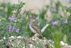 crested lark