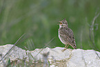 crested lark