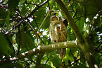 crested owl