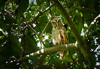 crested owl