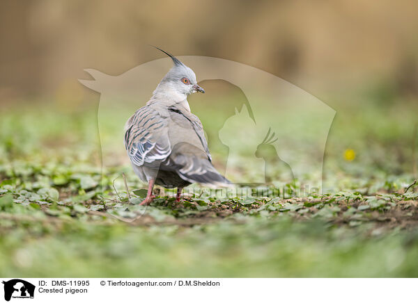 Crested pigeon / DMS-11995