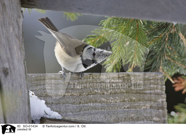 Haubenmeise / crested tit / SO-01434