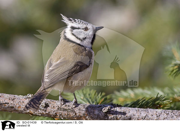 crested tit / SO-01439