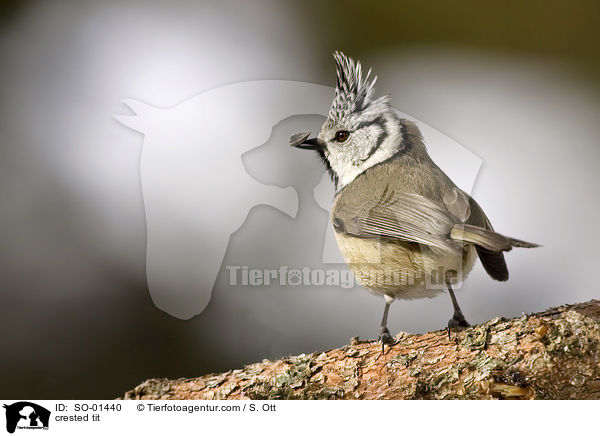 Haubenmeise / crested tit / SO-01440