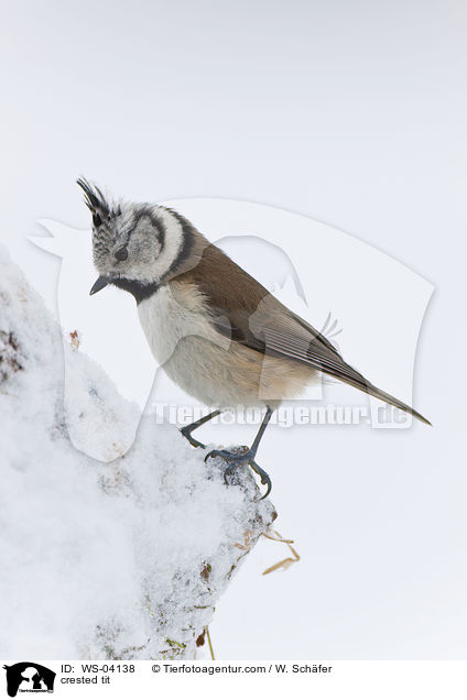 crested tit / WS-04138