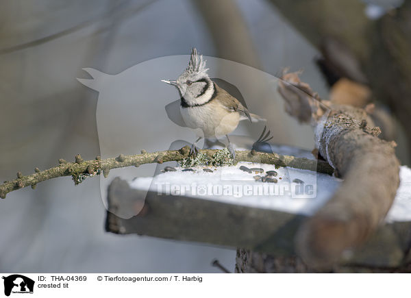 Haubenmeise / crested tit / THA-04369