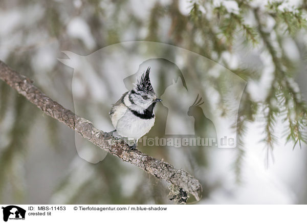 Haubenmeise / crested tit / MBS-11453