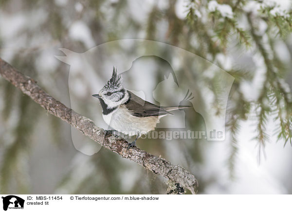 Haubenmeise / crested tit / MBS-11454