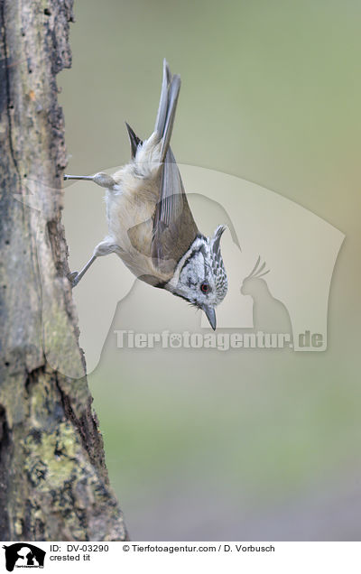 crested tit / DV-03290