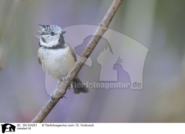 Haubenmeise / crested tit / DV-03291