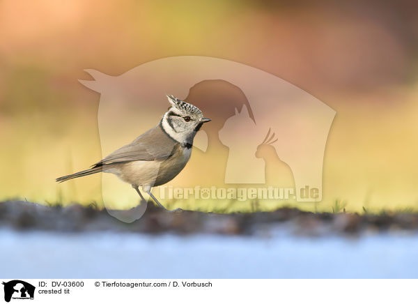 crested tit / DV-03600